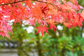 ちょうど見頃の真っ赤なモミジの紅葉