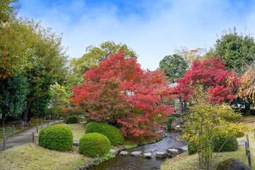 Obraz premium 青空バックに見るちょうど見頃の見事なモミジの紅葉情景＠兵庫