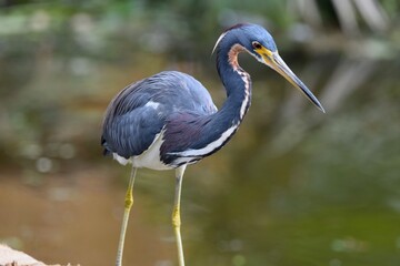 Tri-Colored Heron