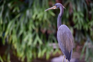 Tri-Colored Heron