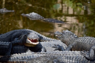 Juvenile American Alligators
