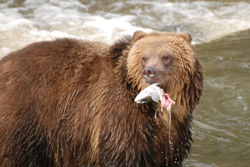 A grizzly bear looks around while holding a piece of a pink salmon in its mouth. Good Catch!