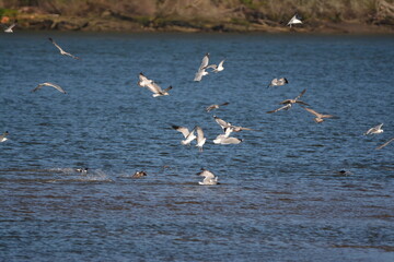 Fototapeta premium seagull flock over water
