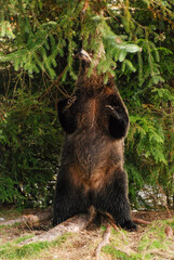 A big female grizzly bear scratches her back on a tree