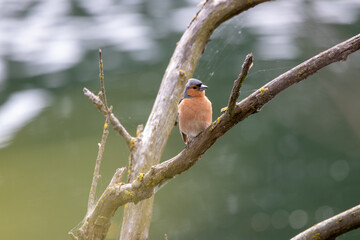Common Chaffinch in New Zealand