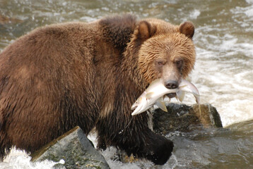 Close up of a grizzly bear with a freshly caught Pink Salmon in its mouth
