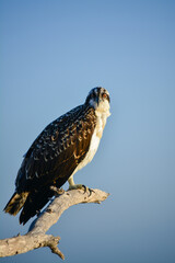 Osprey perched on a limb