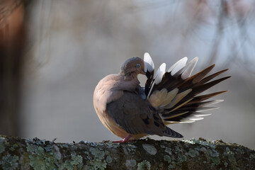 Mourning dove preening feathers 