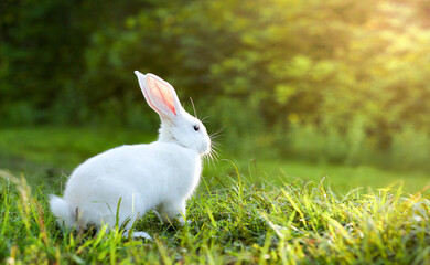 a white rabbit on a green sunset lawn	