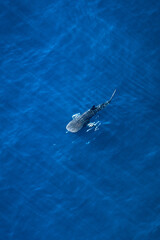 Whale Shark from the Sky