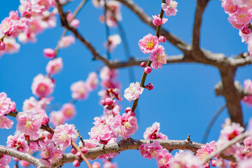 枝垂れ梅　吉野公園	