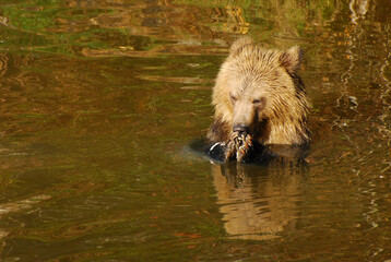 A little grizzly bear cub holds its paws close as it eat some salmon