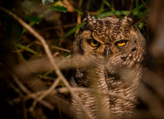 Owl