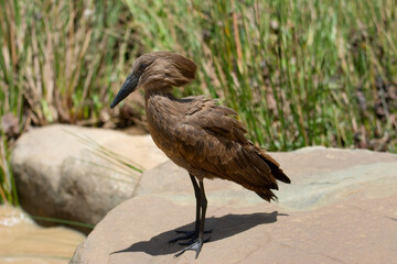 Hammerkop