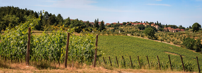 Fototapeta na wymiar Green grape vines at a vineyard in the famous Chianti Region of Tuscany, Italy