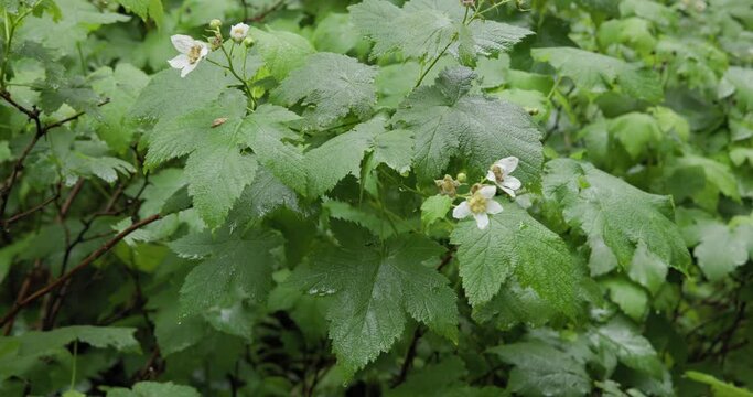 Thimbleberry Bilder – Durchsuchen 352 Archivfotos, Vektorgrafiken und ...