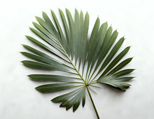 Fototapeta premium palm fan leaf, palm leaf, white color background, high key
