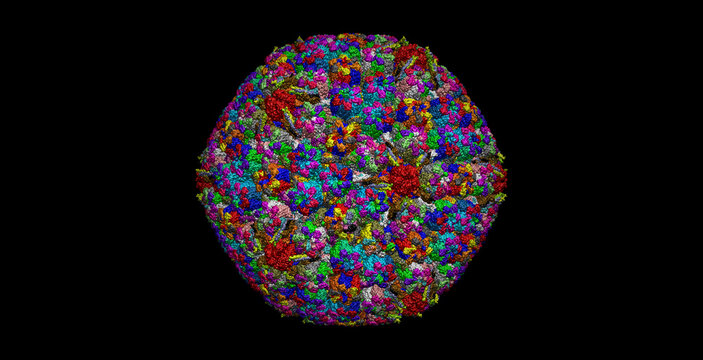 Herpes virus capsid 3D protein molecule 4K