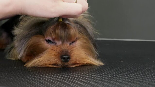 Woman professional groomer doing ponytail with yellow hair scrunchie to Yorkshire Terrier. Puppy lying and trembling, muzzle close-up. Hygienic procedures care. Shivering dog afraid of hairstyling.