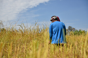 The farmer girl is harvesting rice using technology to manage.