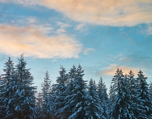 Fototapeta na wymiar Winter forest at sunset