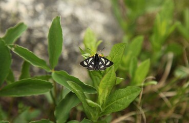 (Androloma maccullochii) black and white moth in Beartooth Mountains, Montana