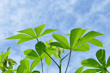 Tops of cassava leaves against a background of blue sky and white clouds