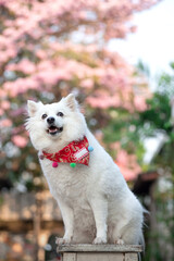 Spitz dog sitting on chair, pink flowers background