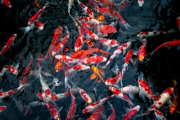 Colorful Japanese fancy carps are known as Koi swimming under the clear water, in a lake

