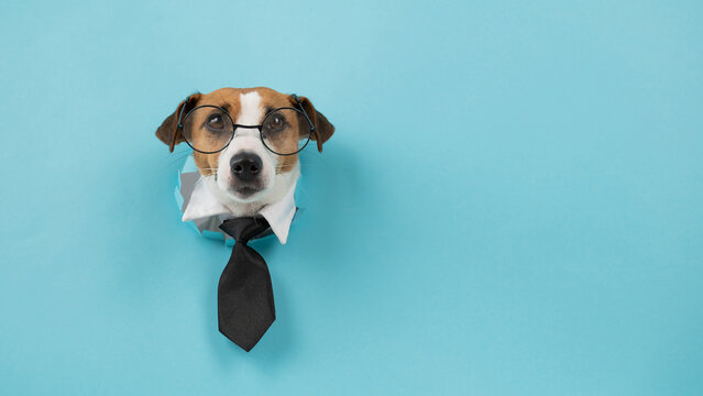 Dog jack russell terrier in glasses and a tie sticks out of a hole in a blue background. 