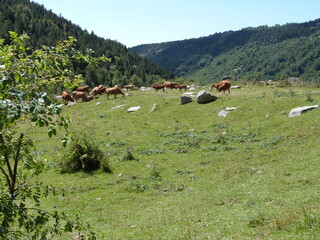 Fototapeta na wymiar Vaches des Pyrénées broutant dans les pâturages.