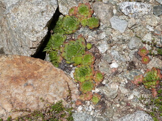 Plante grasse des Pyrénées