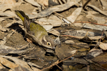 Brown-headed Honeyeater in Victoria Australia