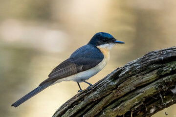 Restless Flycatcher in Victoria Australia