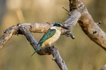Sacred Kingfisher in Victoria Australia