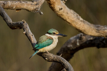 Sacred Kingfisher in Victoria Australia