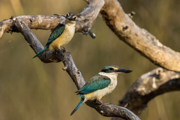 Sacred Kingfisher in Victoria Australia