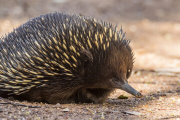 Short-beaked Echidna in Victoria Australia