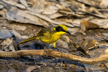 Yellow-tufted Honeyeater in Victoria, Australia