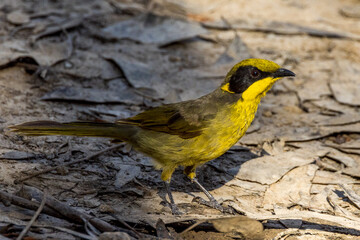 Yellow-tufted Honeyeater in Victoria, Australia