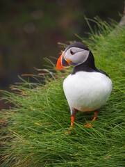Atlantic puffin or Common puffin bird looking down at green grass on Mykines in the Faroe Islands