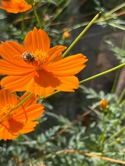 butterfly on flower