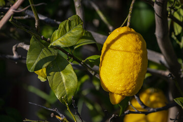 close-up beautiful  tree with yellow  large lemon  surrounded by many bright green leaves, soft focus