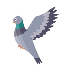 Flying grey pigeon on white background