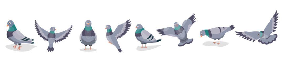 Set of grey pigeons on white background