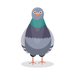 Grey pigeon on white background