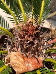 Tropical plants of Thailand. Palm leaves core like a cone.