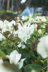 White bougainvillea flower