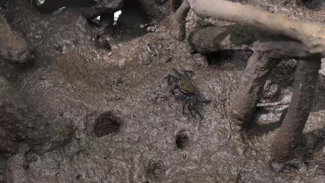 Mangrove crabs(Sesarma mederi), Crabs that live in mangrove forests walking for food at low tide.
