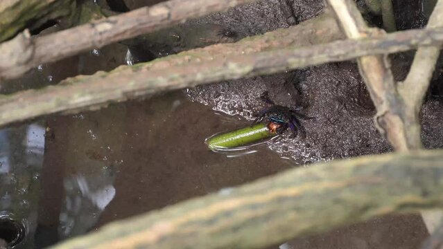 Mangrove crabs(Sesarma mederi), Crabs that live in mangrove forests walking for food at low tide.